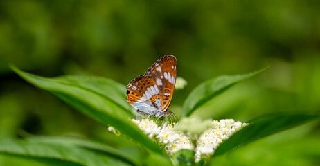 brown butterfly resting on white flower,Limenitis camilla