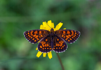 red butterfly on green background perched on yellow flower, Melitaea athalia