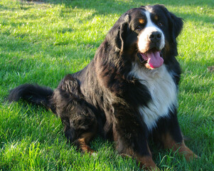 Bouvier bernois m&acirc;le