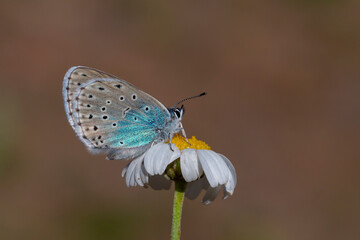 blue butterfly perched on a large spotted daisy, Phengaris arion