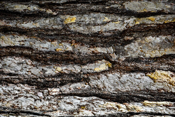 Abstract pattern from nature of tree wood in close up detail of the bark