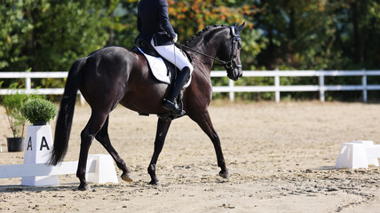 Dressage horse with rider in the dressage arena on the hoofbeat at the trot at the level of the...