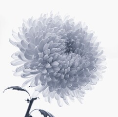 blue chrysanthemum growing on white background