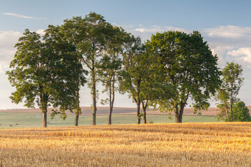 View of the Masurian fields.