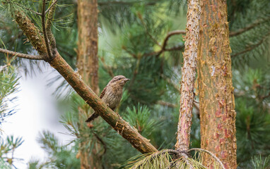 Eurasian Wryneck (Jynx torquilla) on branch