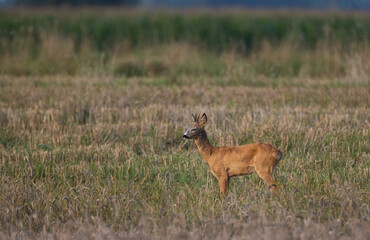 Roe Deer(Capreolus capreolus) male looking forward
