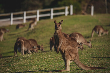 A very young Eastern Grey Kangaroo.