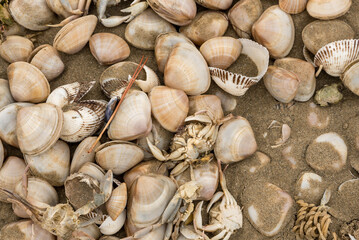 Shells and dead crabs on the shore