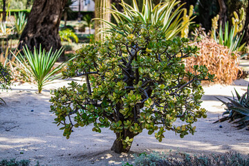 small tree in the desert