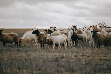 a flock of sheep and goats on a pasture in a field