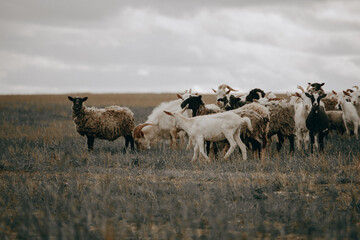a flock of sheep and goats on a pasture in a field
