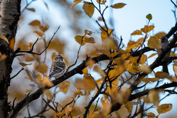 Common redpoll (Acanthis flammea) in yellow colored birch foliage during autumn in Swedish Lapland emigrating south in Sweden.