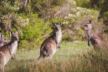 A very young Eastern Grey Kangaroo.