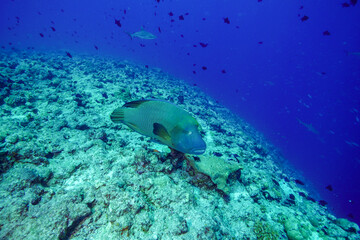 Underwater, Scuba diving in Palau