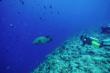 Underwater, Scuba diving in Palau