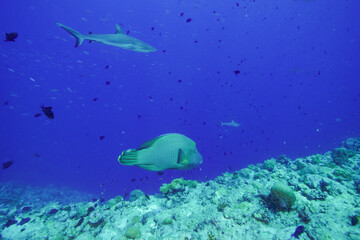 Underwater, Scuba diving in Palau