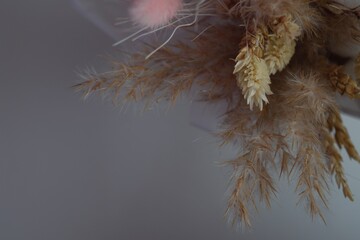 branches of autumn wheat