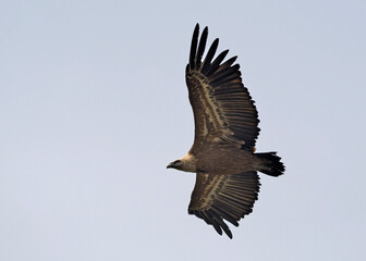 Griffon Vulture - Gyps fulvus, Crete