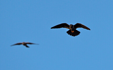 Red-footed Falcon (Falco vespertinus), Greece