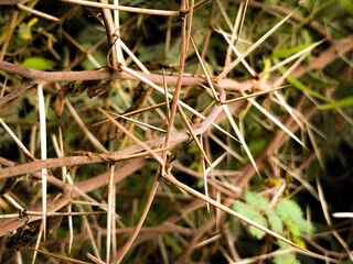 close up of thorns