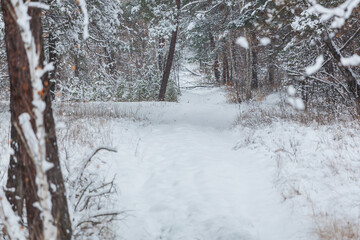 Winter forest