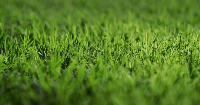 Lush green grass illuminated by the sun. Perfect lawn, slider 4k shot
