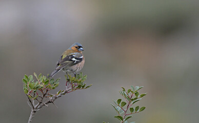Chaffinch - Fringilla coelebs, Crete