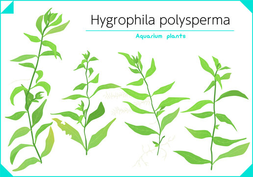 Hygrophila polysperma Vector Set Aquarium plants water plants Freshwater plants.