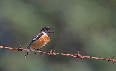 A male Common Stonechat - Saxicola rubicola, Crete