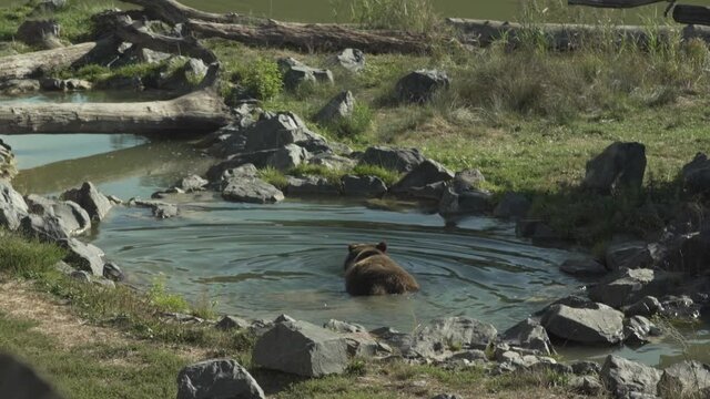 bear