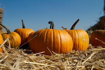 Pumpkins on the hay. Organic vegetable farming, harvest season. Farm field or patch.