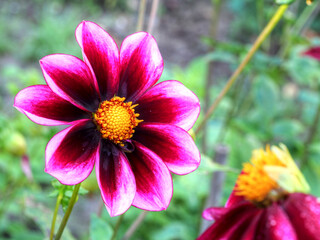 Nahaufnahme einer pink Vielliebchen dahlie