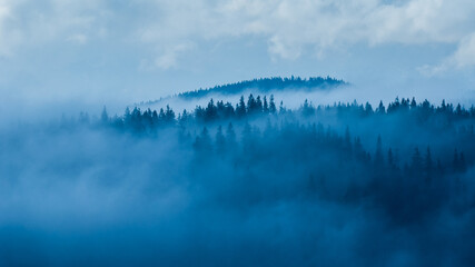 Misty forest in the mountains, Beskids, Poland