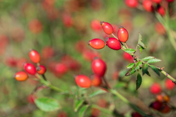 Bouquets of rose hips on the branch wet with raindrops