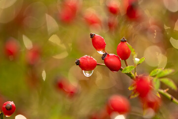 Bouquets of rose hips on the branch wet with raindrops