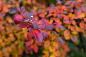 Saturated bright leaves paradoxical bloom of autumn cotoneaster. Intense purple hue