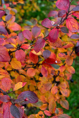 Saturated bright leaves paradoxical bloom of autumn cotoneaster. Intense purple hue