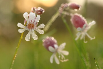Silene vulgaris, a meadow herb covered with morning dew