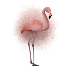 Digital painted watercolor pink flamingo illustration