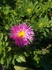 pink flower in the garden