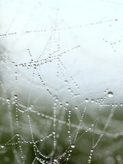 dew drops on a cobweb in the grass, late summer