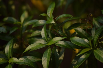 Close Up of Green Plant In a Garden