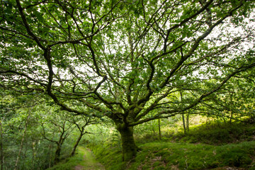 Fototapeta na wymiar Tall Green Woodand Forest Tree Background
