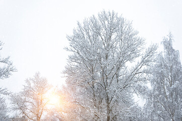 The morning sun breaks through the snow-covered trees.