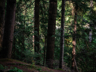 Obraz premium Trees in the forest background