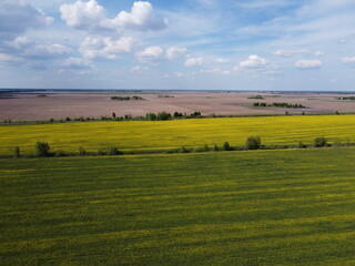 Picturesque rapeseed field under the blue sky. Farmland covered with flowering rapeseed, aerial view.