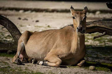 Beautiful large deer resting on a field