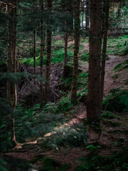 Obraz premium .Сoniferous forest on the mountain