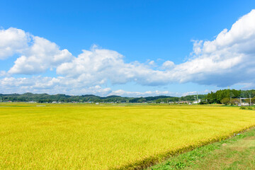 Fototapeta premium 東北の稲作 宮城県蔵王町