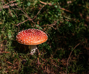 Amanita mushroom